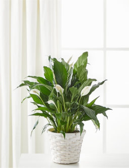 A New Leaf Peace Lily