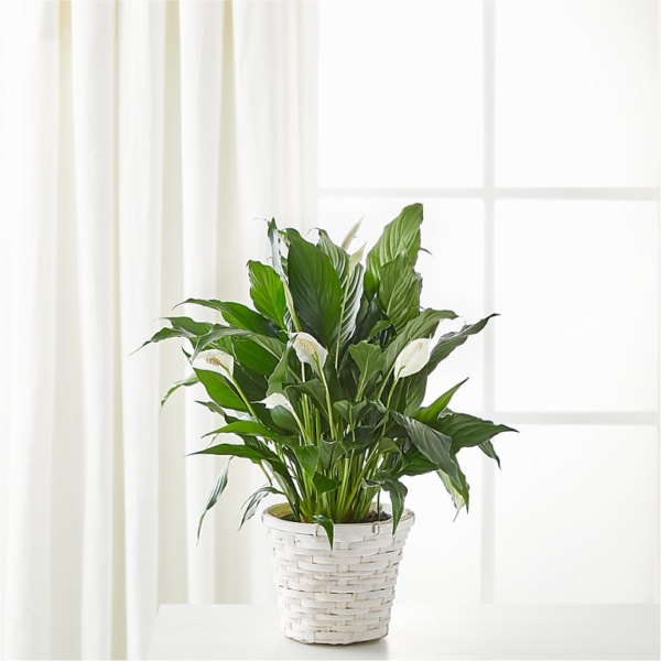 A New Leaf Peace Lily-S 70
