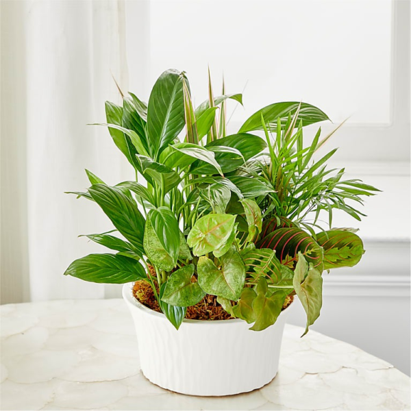 Balance & Harmony Dishgarden -S 85 Balance & Harmony Dishgarden -S 85