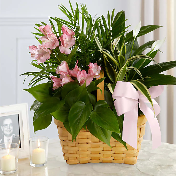 Sympathy Plants